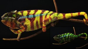 Farbwechsel beim Chameleon